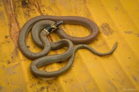 Rare Dumeril's black-headed snake spotted in Corbett Park